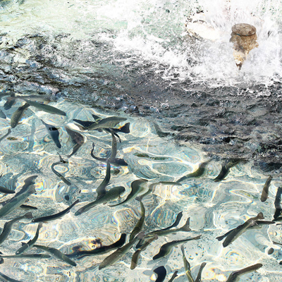 淡水鱼养殖评估